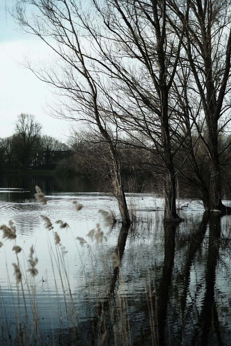 Three bare trees reflected in still water, with tall grasses in the foreground. The overall atmosphere is calm and slightly muted, suggesting a peaceful natural setting.